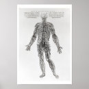 Search for nervous system posters Medical