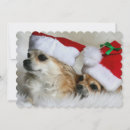 Search for longhair photography Pets