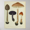 Search for mushroom art Botanical