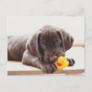 Search for cute chocolate lab puppy postcards Retriever