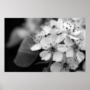 Search for black cherry posters Blossom