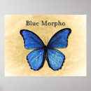 Search for morpho posters Illustration