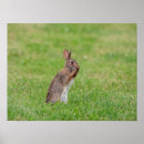 Search for fluffy bunnies posters Animal