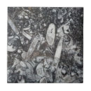 Search for fossil tiles Ammonite