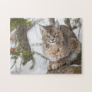 Search for lynx puzzles Felidae