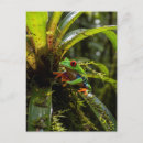 Search for tree frog postcards Rainforest