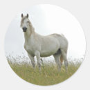Search for white horse stickers Wild