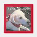 Search for labrador retriever magnets Cute