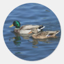 Search for mallard ducks stickers Swimming