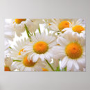 Search for daisy flower art Flowers