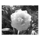 Search for daffodils pictures posters Flower