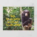 Search for chimps postcards Primates