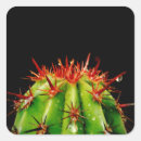 Search for thorns photography Plant
