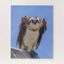 Search for osprey bird puzzles Raptor