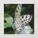 Search for black wing invitations Butterfly