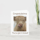 Search for moo cow birthday cards Humour