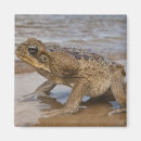 Search for bufo Wildlife