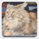 Search for angry animal stickers Cat