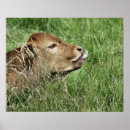Search for bovines posters Farm animal