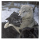 Search for wolves tiles Winter