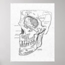 Search for face anatomy posters Doctor
