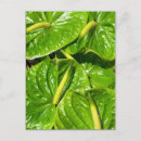 Search for anthuriums postcards Floral