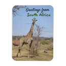 Search for wildebeests magnets Safari