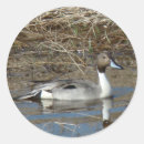 Search for drake stickers Waterfowl