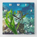 Search for seahorse clocks Reef