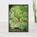 Search for ladybird cards Nature