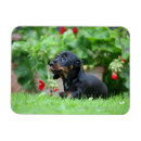 Search for short haired miniature dachshund magnets Puppy