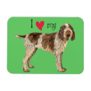 Search for spinone italiano Italian wire haired pointer