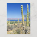 Search for baja postcards Scenic