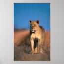 Search for lion and lioness posters Big cat