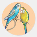 Search for budgerigar stickers Bird