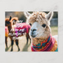 Search for fleece postcards Alpaca