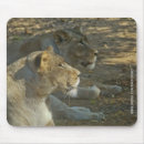 Search for lion mousepads Zoo