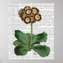 Search for primula posters Auricula