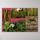 Search for large tree posters Rustic