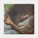 Search for sumatran magnets Orangutan