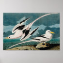 Search for audubon posters Vintage
