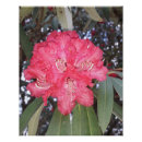 Search for tree flowers posters Garden