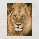 Search for lions mane postcards Powerful