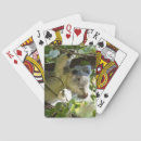 Search for koala playing cards Poker