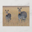 Search for zebra postcards Savanna