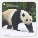 Search for giant panda stickers Snow
