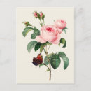Search for cabbage rose postcards Floral