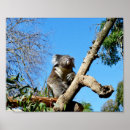 Search for koala bear posters Marsupial