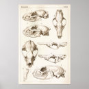 Search for cat skull bones art Skulls
