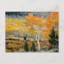 Search for autumn forest postcards America
